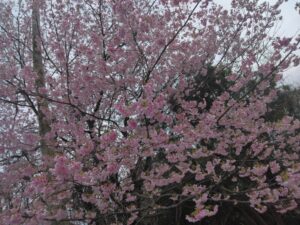 おかん桜が満開の伊豆高原