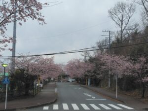 伊豆高原駅前のおおかん桜